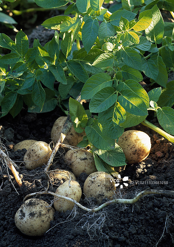 蔬菜园中的蒙娜丽莎土豆图片素材