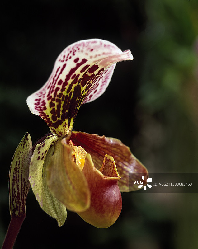 马塞尔·勒库夫勒的拖鞋兰图片素材