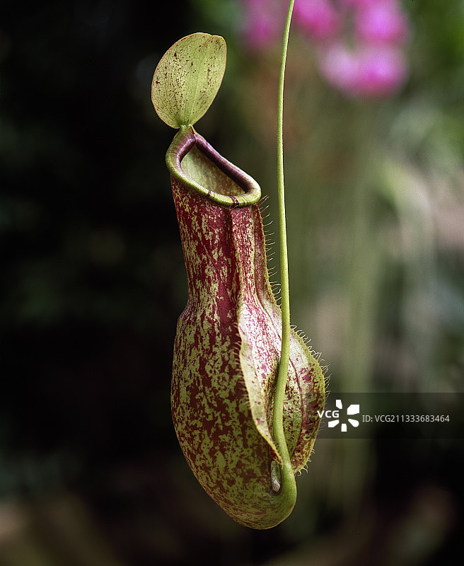 食肉植物猪笼草图片素材