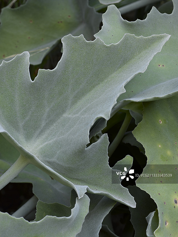 花园里的大银莲花叶子图片素材