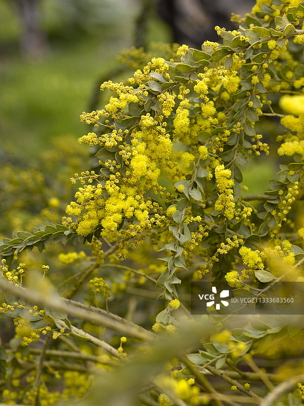花园中盛开的多毛金合欢图片素材