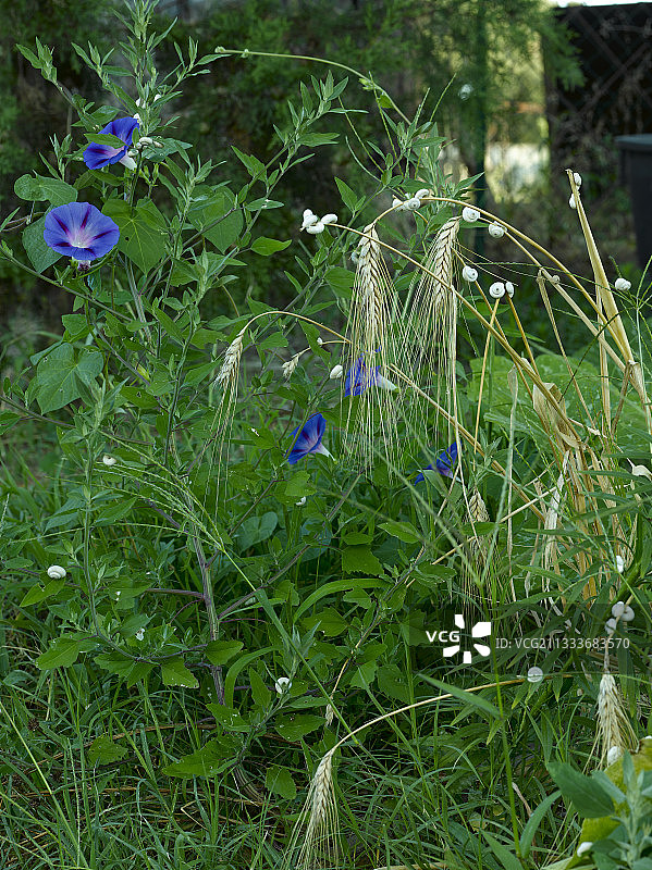 花园里盛开的旋花图片素材