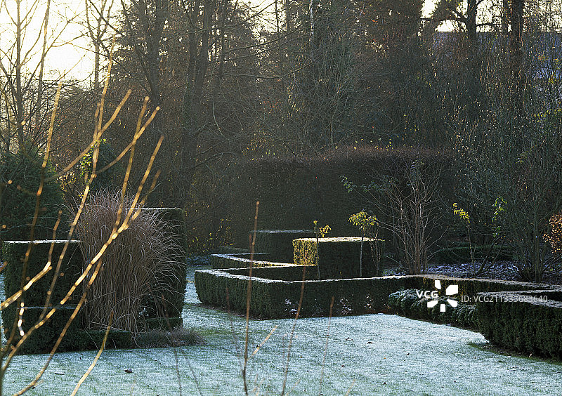 花园里一层霜下的英国红豆杉绿篱图片素材