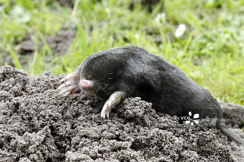 索姆湾花园草坪上的鼹鼠图片素材