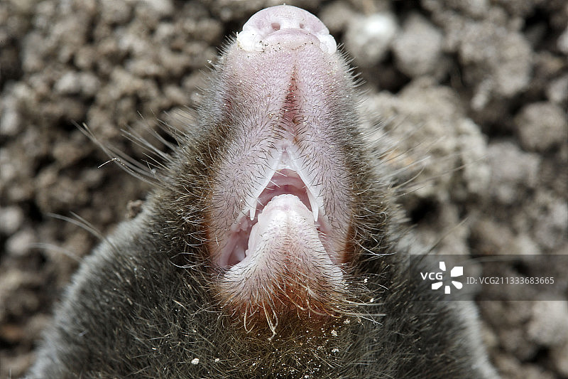 索姆湾花园草坪上的鼹鼠肖像图片素材