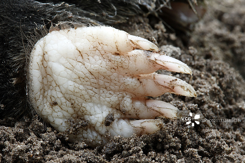 法国索姆湾的鼹鼠爪子图片素材