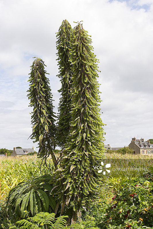 法国布列塔尼私人花园中的蓝蓟图片素材