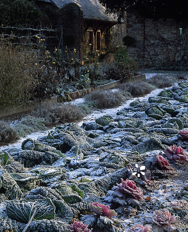 博勒加德花园的霜冻冬季卷心菜图片素材