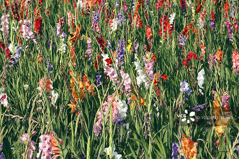 免费销售和免费领取图片素材