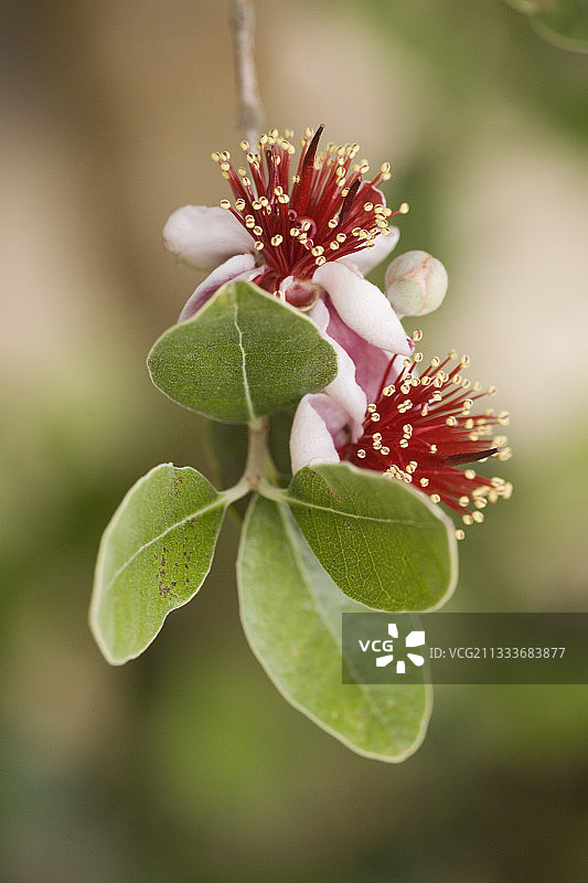 大型灌木图片素材