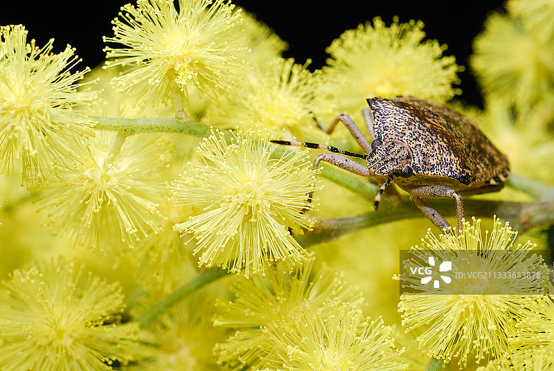 法国油菜花上的椿象图片素材
