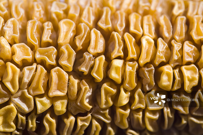 原产于墨西哥的玉米穗细节，带有干燥的谷粒图片素材