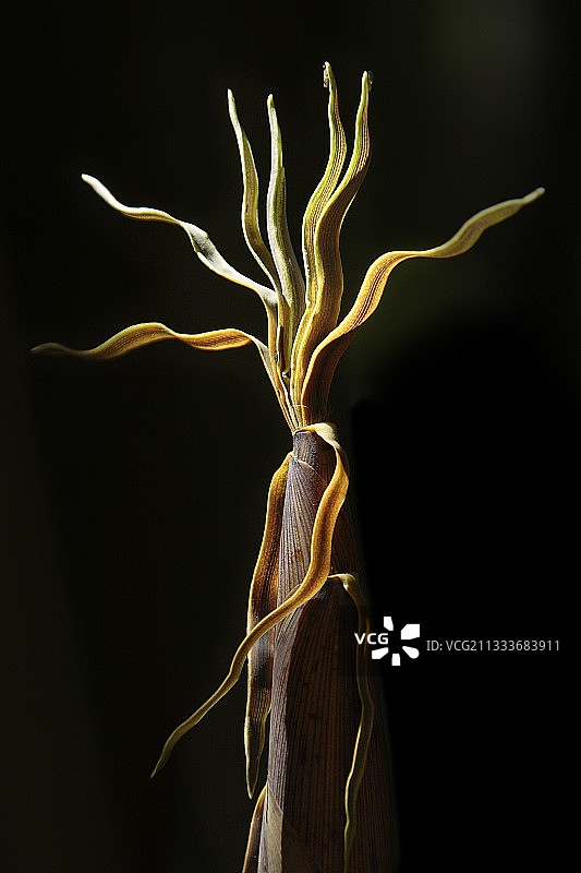 巨型竹笋安杜泽竹种植园图片素材