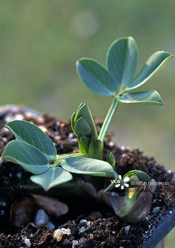 播种花生图片素材