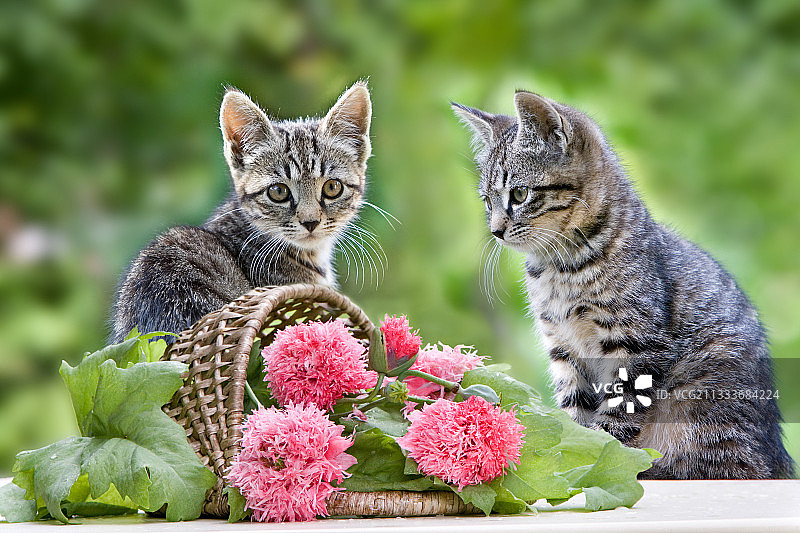 坐在玫瑰花篮旁边的两只小猫图片素材