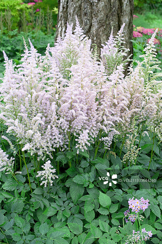 在花园里开花的落妇花'蛋白石'图片素材