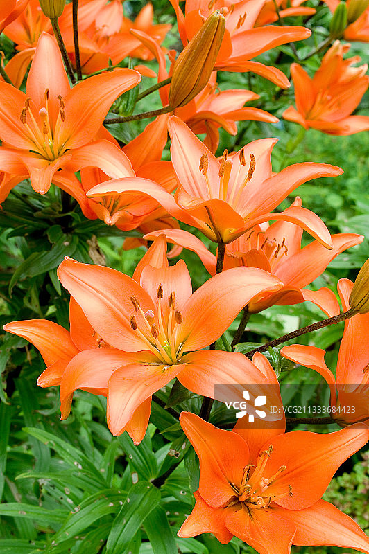 花园中盛开的‘精英’百合花图片素材