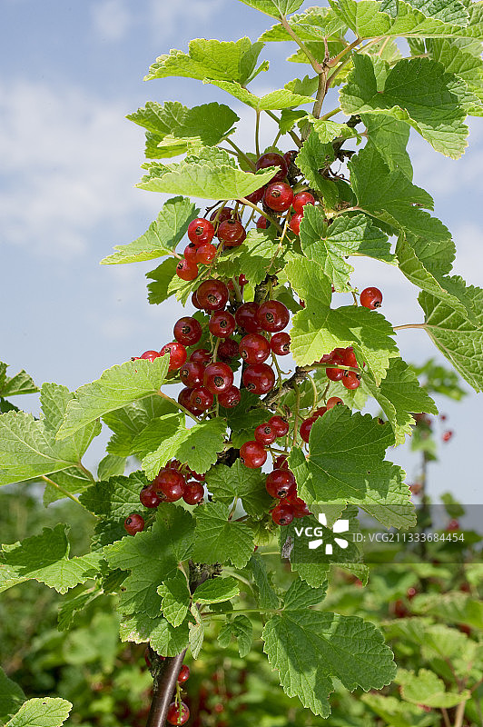 花园里的红醋栗图片素材