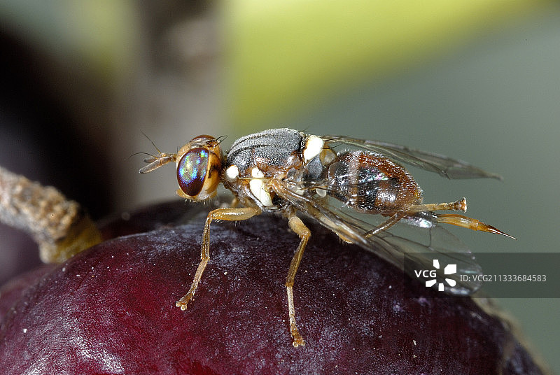 产卵器非常明显图片素材