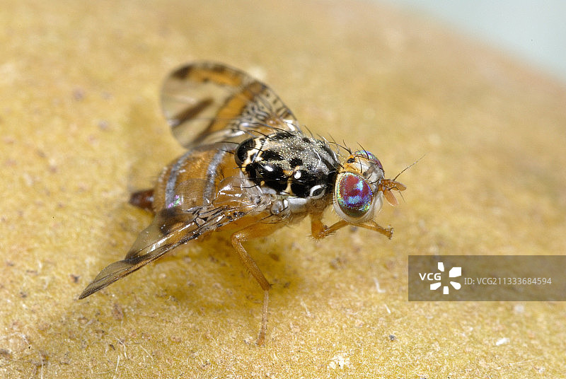 地中海实蝇图片素材