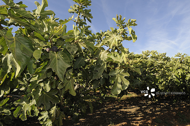 索列斯九月无花果树图片素材