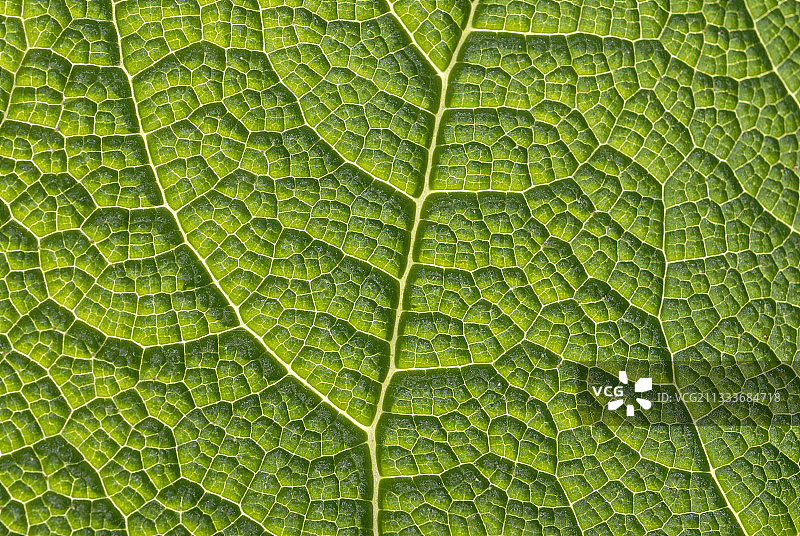 法国旺代郡大黄叶脉图片素材