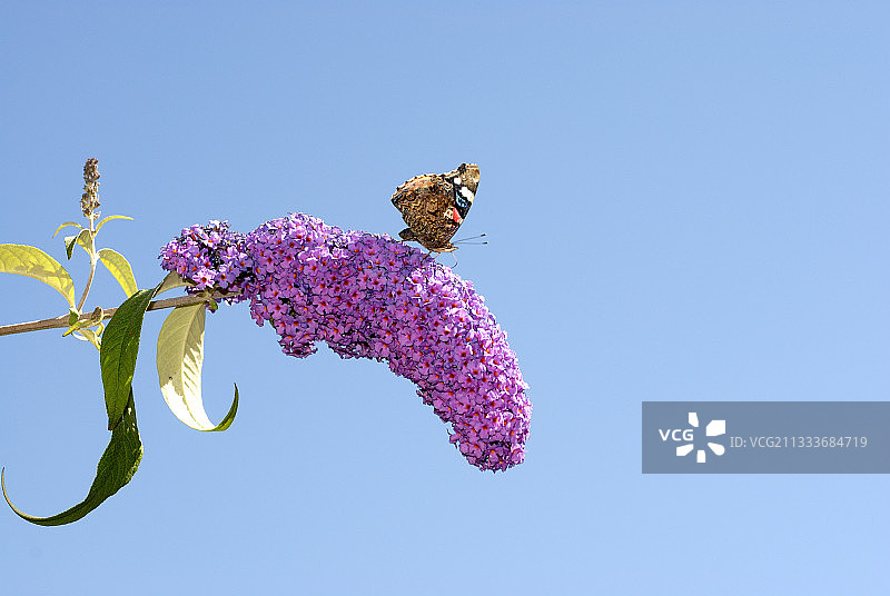 法国，红蛱蝶在蝴蝶灌木上采蜜图片素材