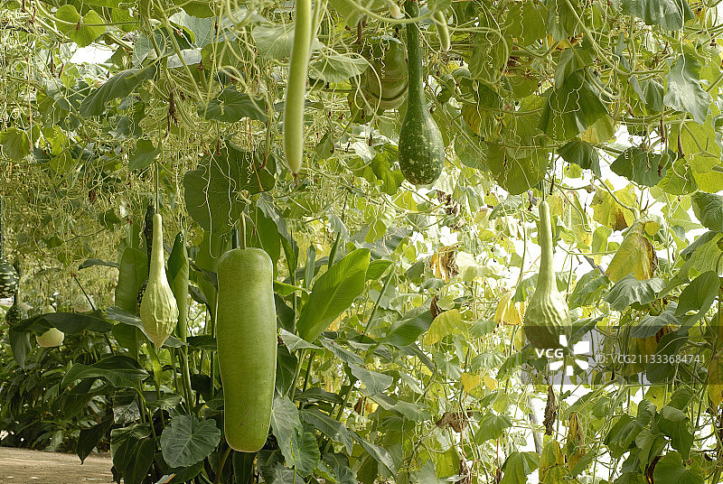 法国塑料隧道中的葫芦科植物合集图片素材
