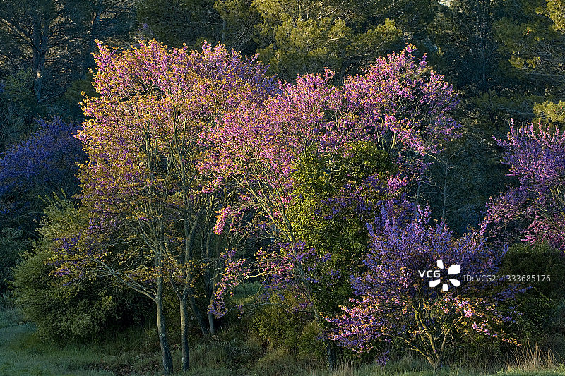 盛开的犹大树，法国普罗旺斯图片素材