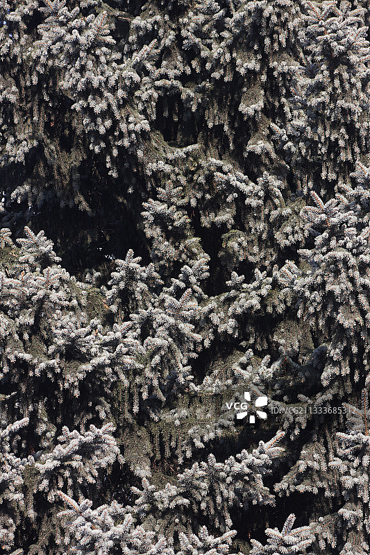 西里西亚波兰境内的蓝色科罗拉多云杉树叶图片素材