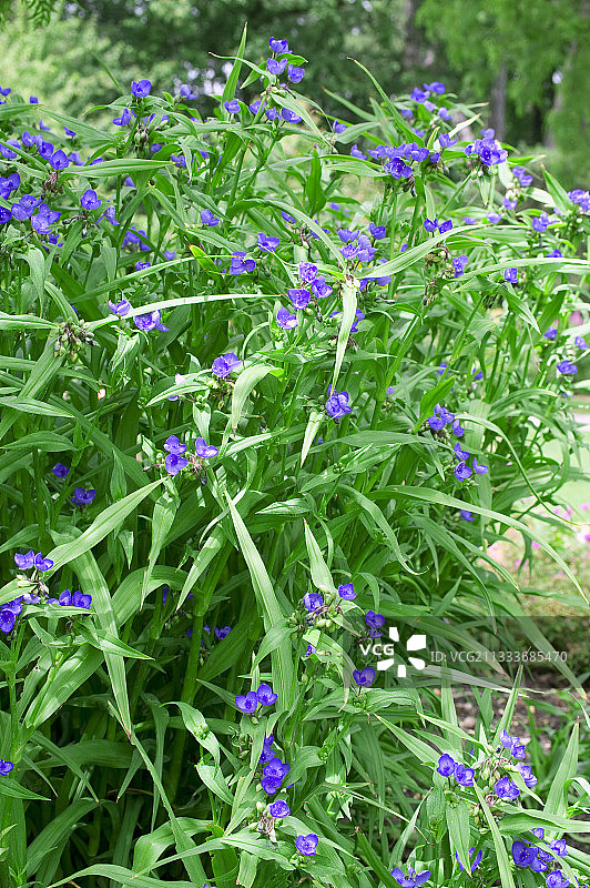花园中盛开的弗吉尼亚紫露草图片素材