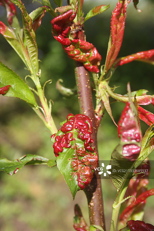 法国布列塔尼桃树叶片卷曲造成的损害图片素材