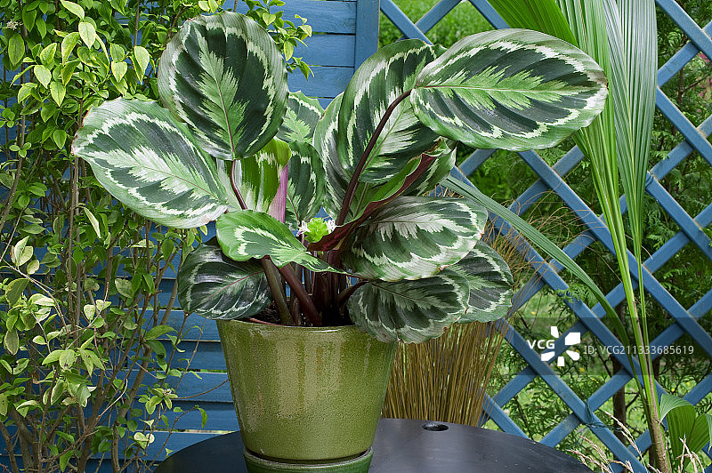 花园露台上的竹芋图片素材