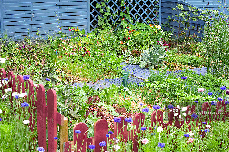 夏季鲜花盛开的厨房花园图片素材