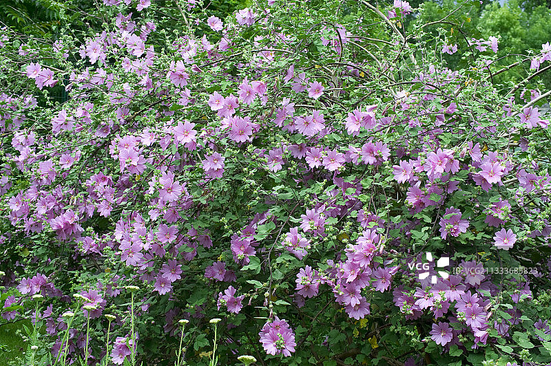 花园中盛开的花葵“邱园玫瑰”图片素材