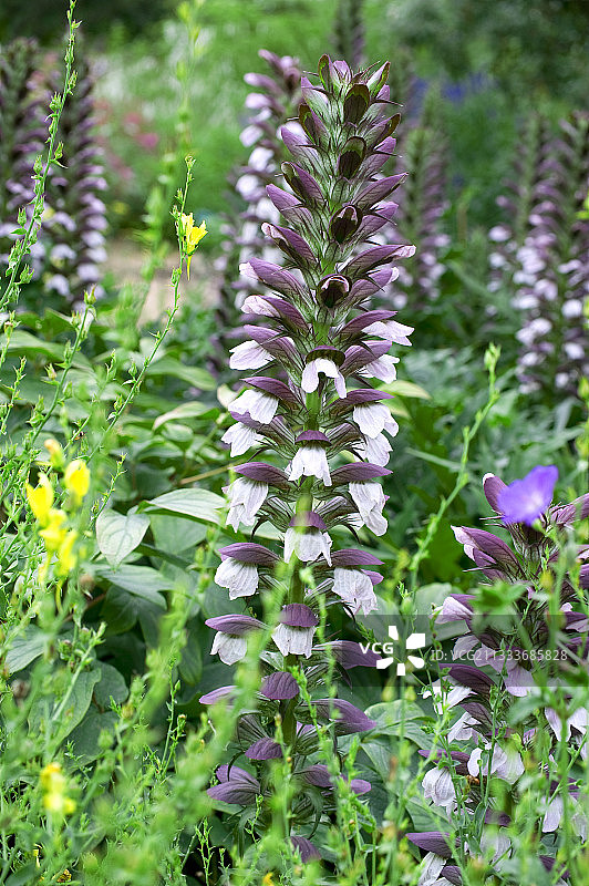 花园里开花的熊掌草图片素材