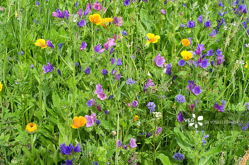 花园中盛开的夏季一年生植物图片素材