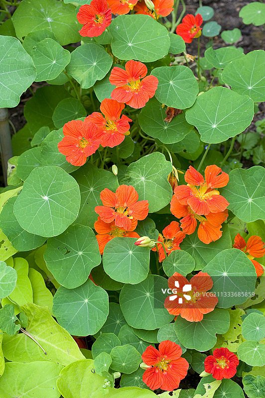 花园中盛开的旱金莲图片素材