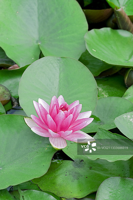 花园中盛开的睡莲图片素材