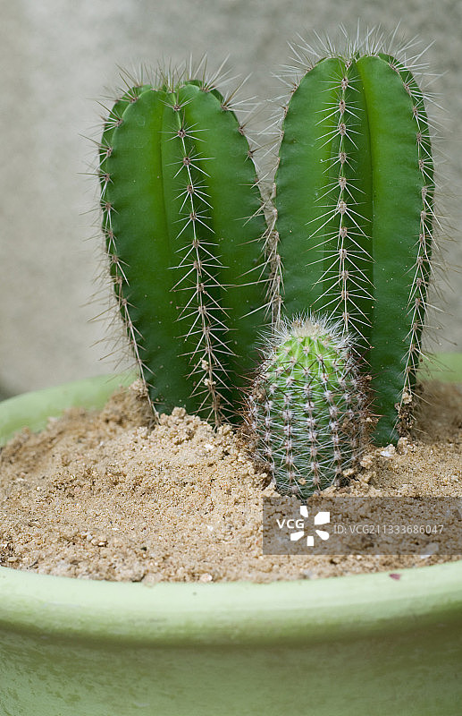 花园里的盆栽仙人掌图片素材