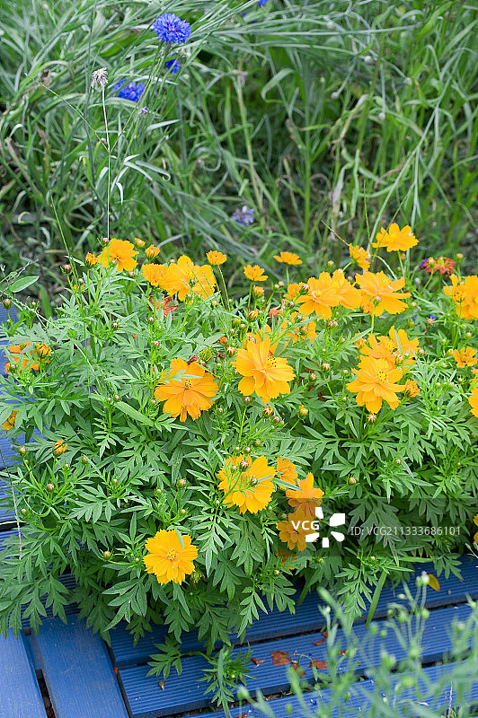花园中盛开的硫磺大波斯菊图片素材