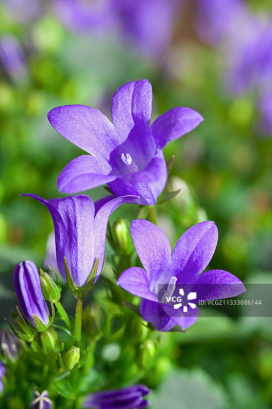 花园中盛开的风铃草图片素材