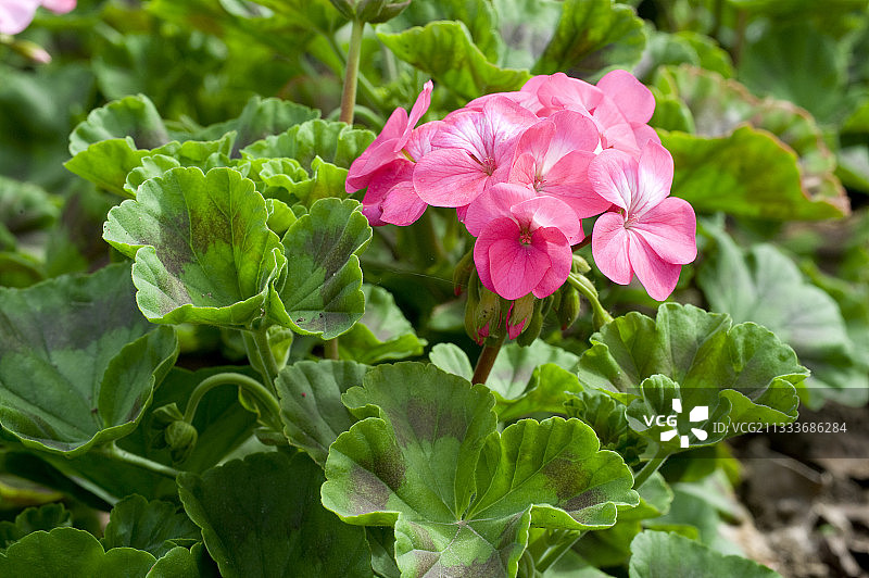 花园中盛开的‘地平线玫瑰’天竺葵图片素材