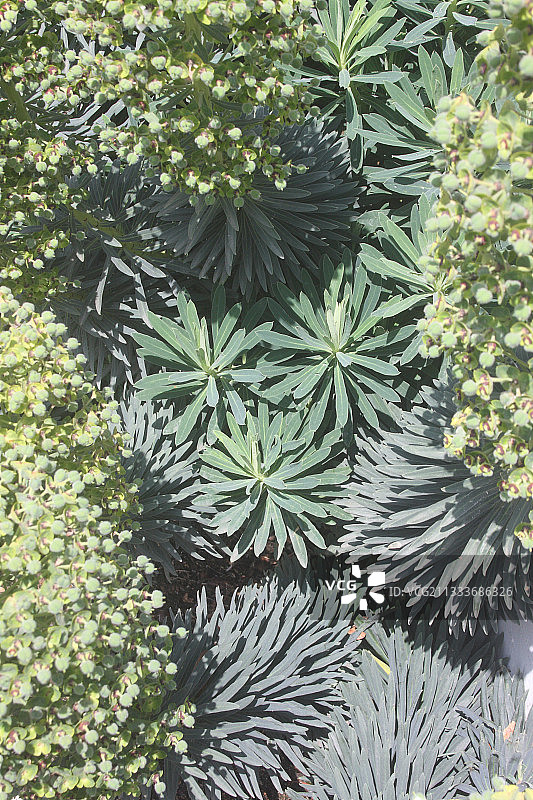 法国布列塔尼春天盛开的大戟属植物图片素材
