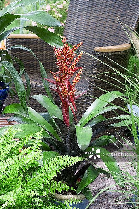 花园露台上盆栽凤梨图片素材