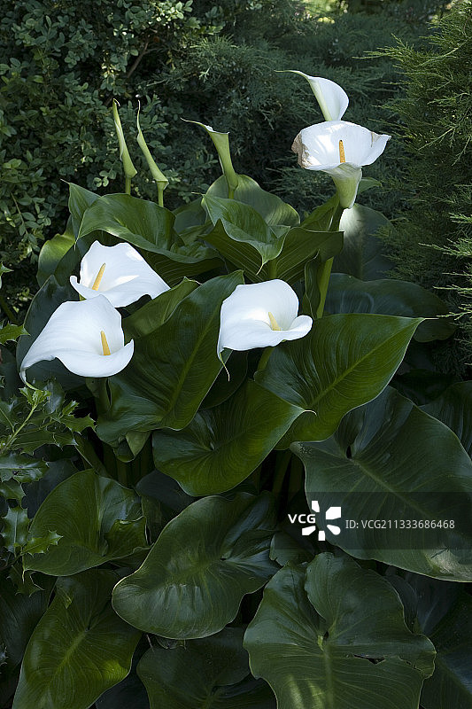 花园中盛开的马蹄莲图片素材