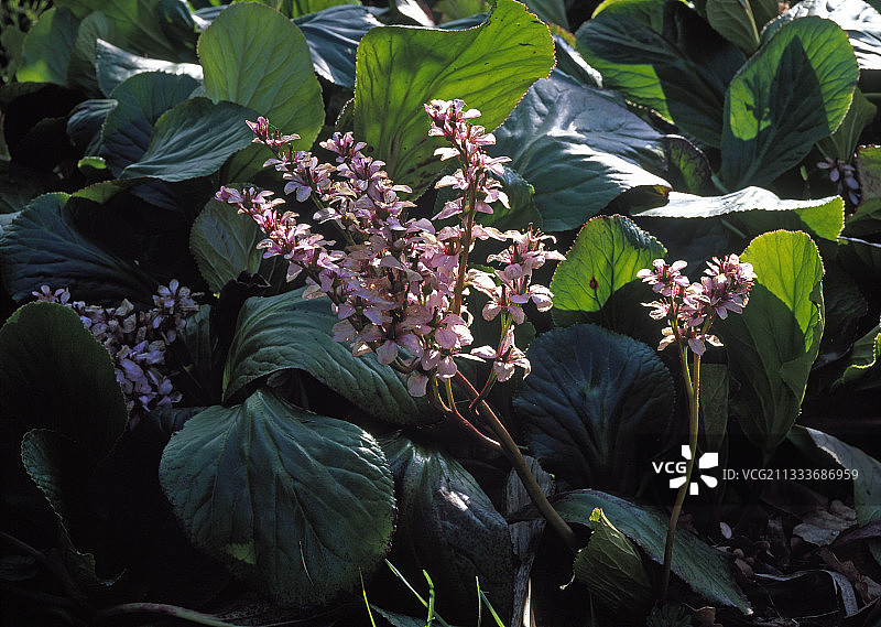 花园中盛开的岩白菜图片素材