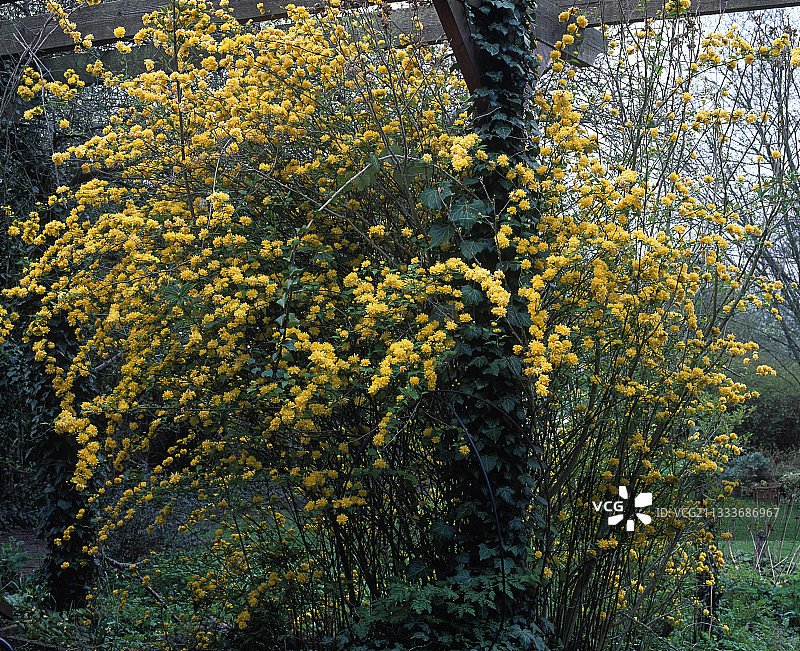 花园中盛开的日本玫瑰图片素材