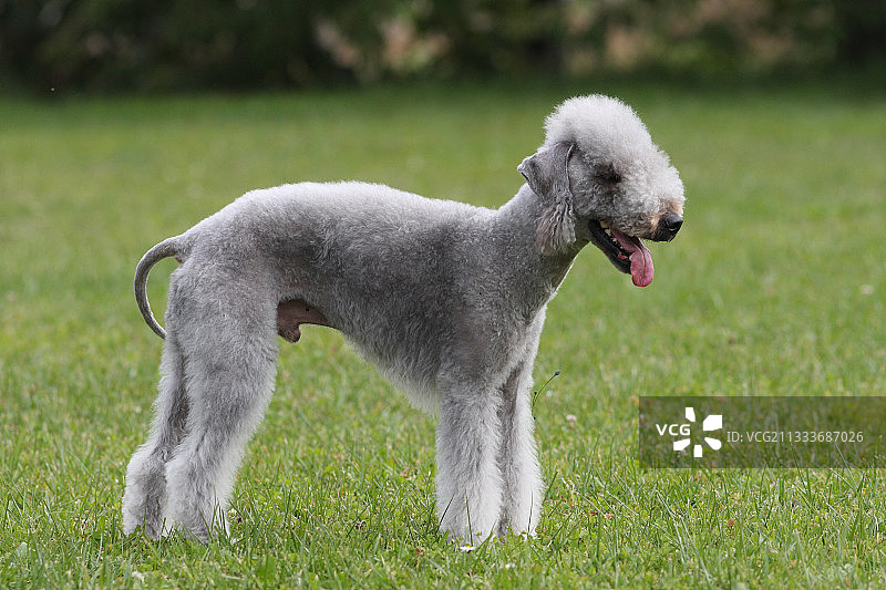 站在草地上的贝灵顿梗犬图片素材