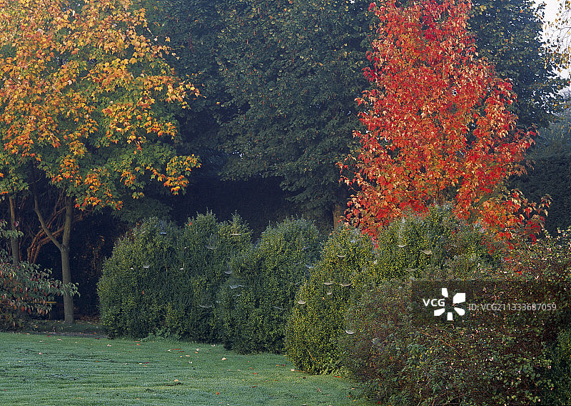 秋天的贝尔维尤花园图片素材